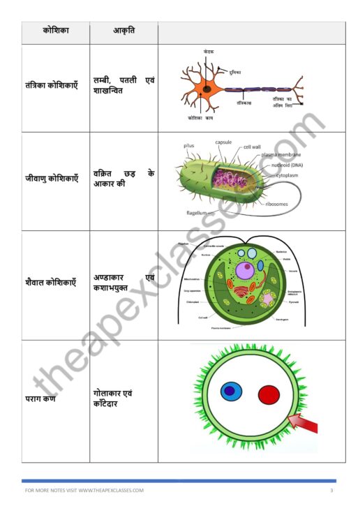 Class 8 Science Notes + MCQs In Hindi PDF - Image 5