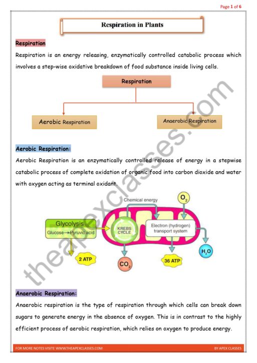 Class 11 Biology Notes In English PDF ( All Chapters ) - Image 7